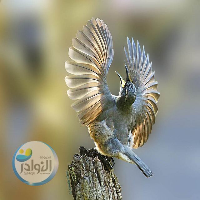 طيور فيكتوريا(الطائر الغريب)